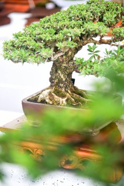 Ayrıntılı olarak Bonsai Ağacı ve kapatın
