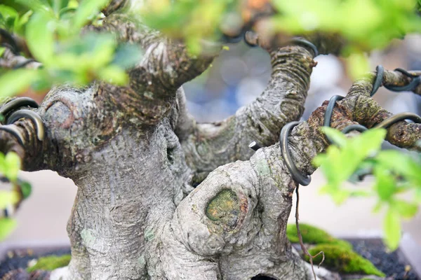 Ayrıntılı olarak Bonsai Ağacı ve kapatın