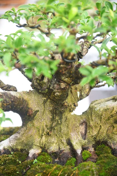 Ayrıntılı olarak Bonsai Ağacı ve kapatın