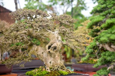 Ayrıntılı olarak Bonsai Ağacı ve kapatın