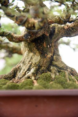 Ayrıntılı olarak Bonsai Ağacı ve kapatın