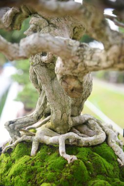 Ayrıntılı olarak Bonsai Ağacı ve kapatın