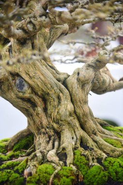 Ayrıntılı olarak Bonsai Ağacı ve kapatın