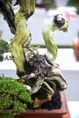 Ayrıntılı olarak Bonsai Ağacı ve kapatın