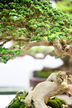 Ayrıntılı olarak Bonsai Ağacı ve kapatın