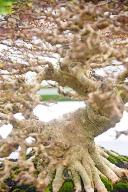 Ayrıntılı olarak Bonsai Ağacı ve kapatın