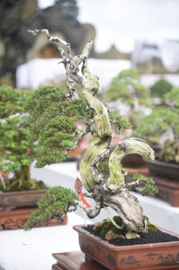 Ayrıntılı olarak Bonsai Ağacı ve kapatın