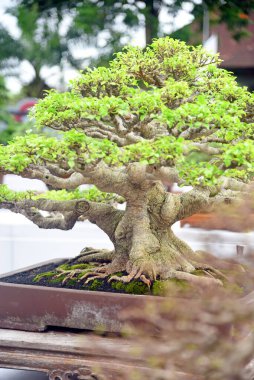 Ayrıntılı olarak Bonsai Ağacı ve kapatın