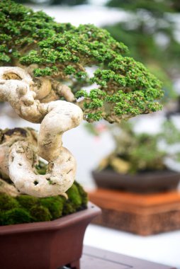 Ayrıntılı olarak Bonsai Ağacı ve kapatın