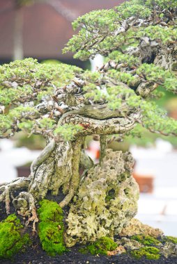 Ayrıntılı olarak Bonsai Ağacı ve kapatın