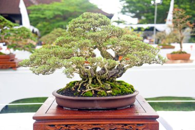 Ayrıntılı olarak Bonsai Ağacı ve kapatın