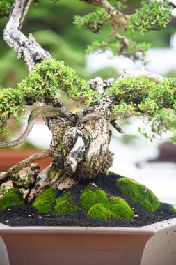 Ayrıntılı olarak Bonsai Ağacı ve kapatın