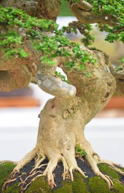 Ayrıntılı olarak Bonsai Ağacı ve kapatın