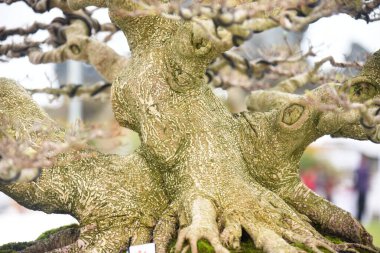 Ayrıntılı olarak Bonsai Ağacı ve kapatın