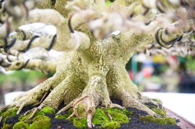 Ayrıntılı olarak Bonsai Ağacı ve kapatın