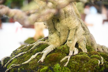 Ayrıntılı olarak Bonsai Ağacı ve kapatın