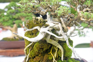 Ayrıntılı olarak Bonsai Ağacı ve kapatın