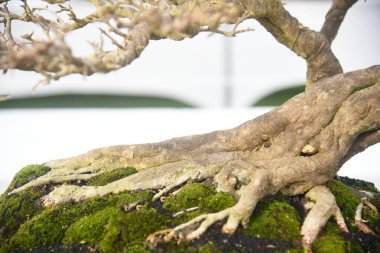Ayrıntılı olarak Bonsai Ağacı ve kapatın