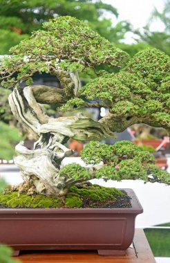 Ayrıntılı olarak Bonsai Ağacı ve kapatın