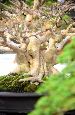 Ayrıntılı olarak Bonsai Ağacı ve kapatın