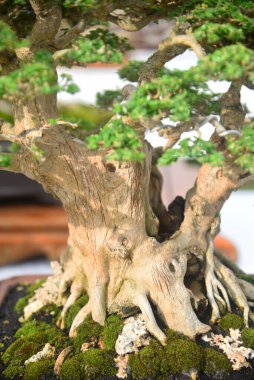 Ayrıntılı olarak Bonsai Ağacı ve kapatın