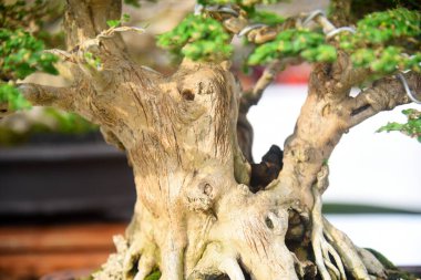 Ayrıntılı olarak Bonsai Ağacı ve kapatın