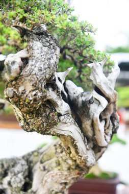Ayrıntılı olarak Bonsai Ağacı ve kapatın