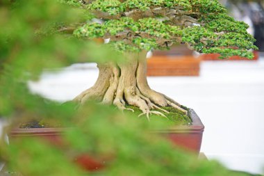 Ayrıntılı olarak Bonsai Ağacı ve kapatın