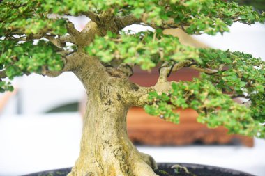 Ayrıntılı olarak Bonsai Ağacı ve kapatın