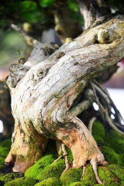 Ayrıntılı olarak Bonsai Ağacı ve kapatın