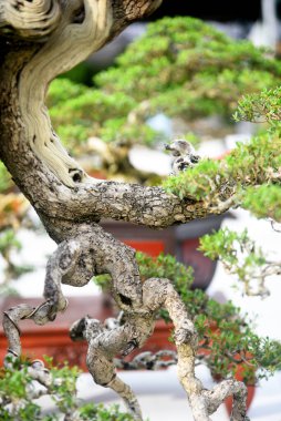 Ayrıntılı olarak Bonsai Ağacı ve kapatın