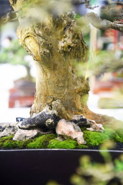 Ayrıntılı olarak Bonsai Ağacı ve kapatın