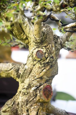 Ayrıntılı olarak Bonsai Ağacı ve kapatın