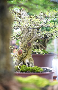 Ayrıntılı olarak Bonsai Ağacı ve kapatın