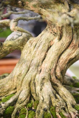 Ayrıntılı olarak Bonsai Ağacı ve kapatın