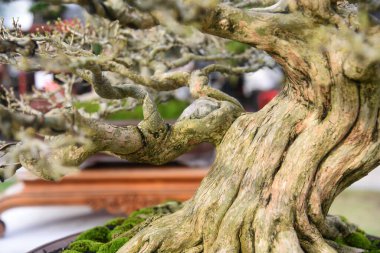 Ayrıntılı olarak Bonsai Ağacı ve kapatın