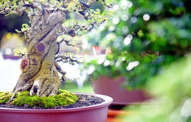 Ayrıntılı olarak Bonsai Ağacı ve kapatın