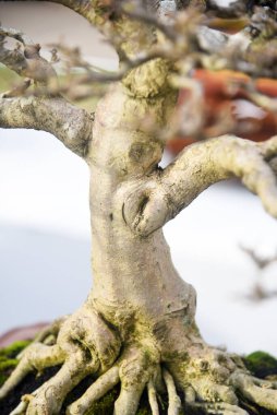 Ayrıntılı olarak Bonsai Ağacı ve kapatın
