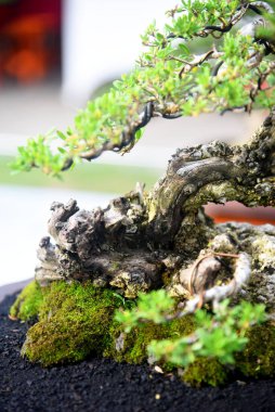 Ayrıntılı olarak Bonsai Ağacı ve kapatın