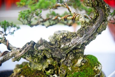 Ayrıntılı olarak Bonsai Ağacı ve kapatın