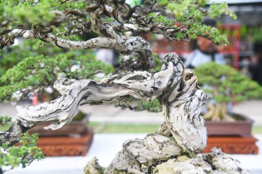 Ayrıntılı olarak Bonsai Ağacı ve kapatın