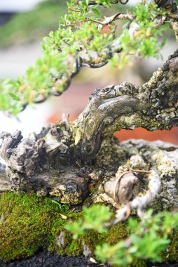 Ayrıntılı olarak Bonsai Ağacı ve kapatın