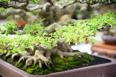 Ayrıntılı olarak Bonsai Ağacı ve kapatın
