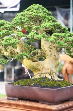 Ayrıntılı olarak Bonsai Ağacı ve kapatın