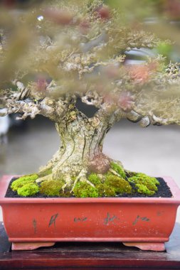 Ayrıntılı olarak Bonsai Ağacı ve kapatın