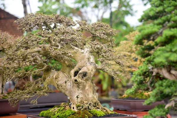 Ayrıntılı olarak Bonsai Ağacı ve kapatın