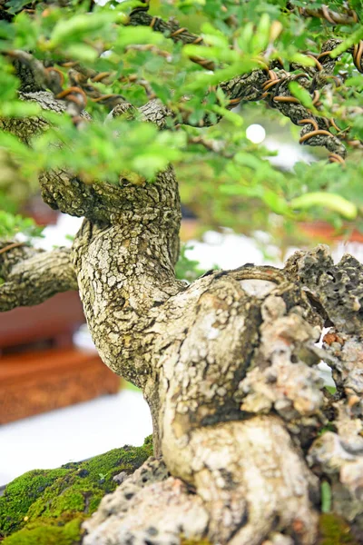 Ayrıntılı olarak Bonsai Ağacı ve kapatın