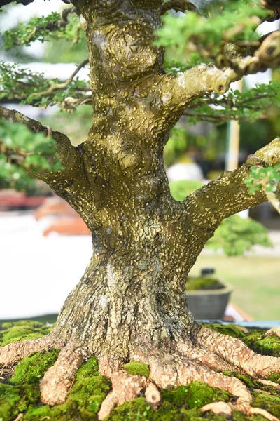 Ayrıntılı olarak Bonsai Ağacı ve kapatın