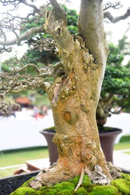 Ayrıntılı olarak Bonsai Ağacı ve kapatın