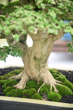 Ayrıntılı olarak Bonsai Ağacı ve kapatın
